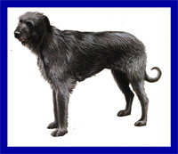a well breed Irish Wolfhound dog